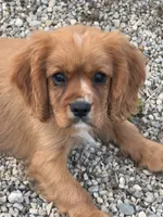AKC-Dodge, a male Cavalier King Charles Spaniel for sale in Portland, IN – 1 of 7