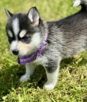 Hattie, a female Pomsky for sale in Portland, IN – 5 of 10