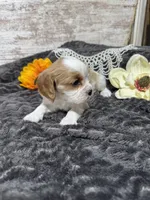 Dixie, a female Cavalier King Charles Spaniel for sale in Portland, IN – 8 of 10