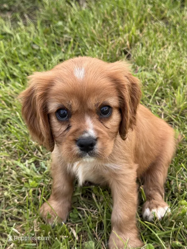 Dodge – Cavalier King Charles Spaniel puppy for sale in Portland, IN