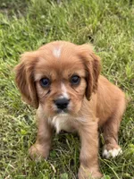 Dodge, a male Cavalier King Charles Spaniel for sale in Portland, IN – 1 of 8