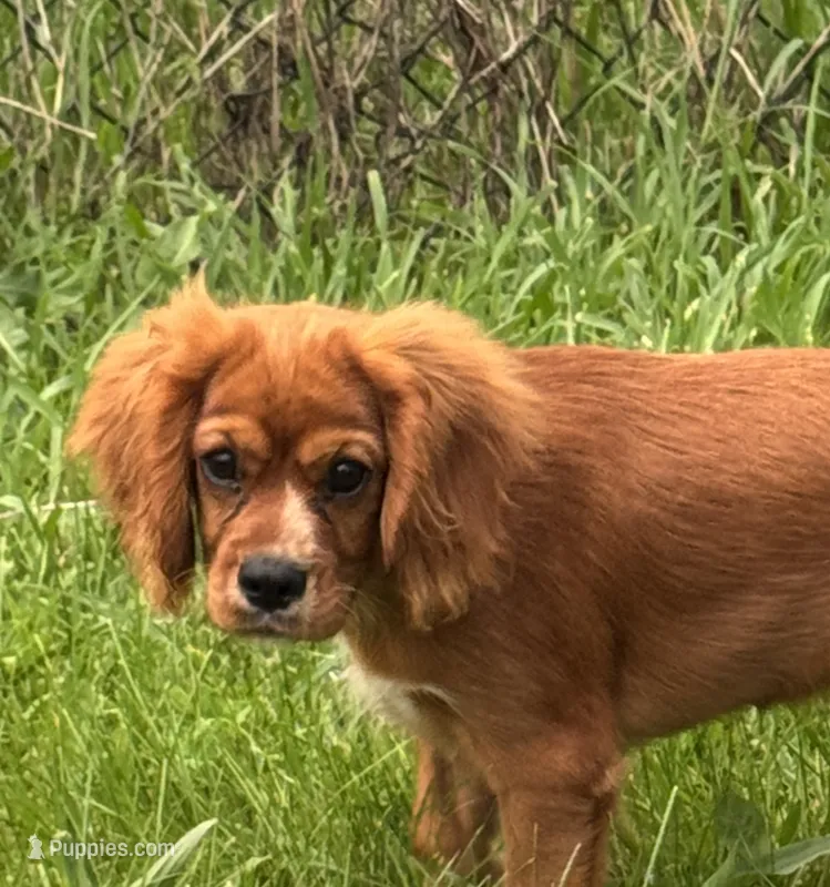 AKC-Dodge – Cavalier King Charles Spaniel puppy for sale in Portland, IN