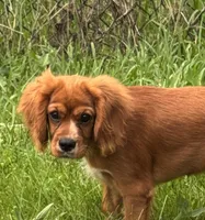 AKC-Dodge, a male Cavalier King Charles Spaniel for sale in Portland, IN – 2 of 9