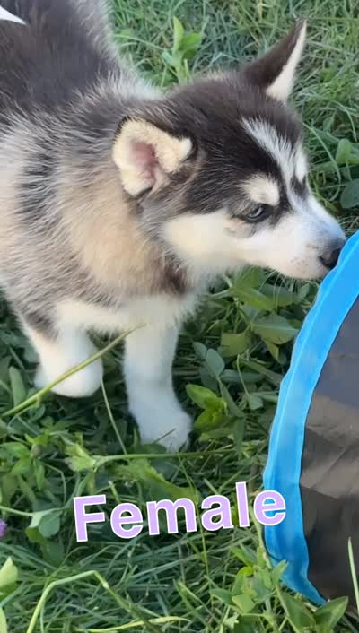 Hattie, a female Pomsky for sale in Portland, IN – 8 of 8