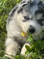 Kami, a female Pomsky for sale in Portland, IN – 3 of 9