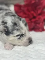 Kami, a female Pomsky for sale in Portland, IN – 8 of 10