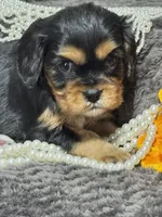 Coco , a female Cavalier King Charles Spaniel for sale in Portland, IN – 5 of 10