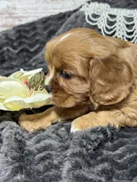 Layla , a female Cavalier King Charles Spaniel for sale in Portland, IN – 8 of 10