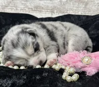 Kali, a female Pomsky for sale in Portland, IN – 5 of 5