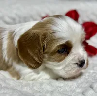 Charlie, a male Cavalier King Charles Spaniel for sale in Portland, IN – 5 of 10