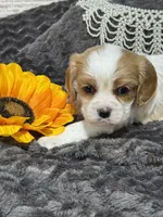 Dixie, a female Cavalier King Charles Spaniel for sale in Portland, IN – 5 of 10
