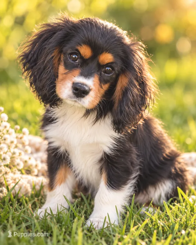 AKC-Lenny – Cavalier King Charles Spaniel puppy for sale in Portland, IN
