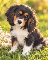 AKC-Lenny, a male Cavalier King Charles Spaniel for sale in Portland, IN – 1 of 10