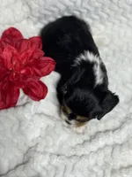 Lenny, a male Cavalier King Charles Spaniel for sale in Portland, IN – 3 of 10