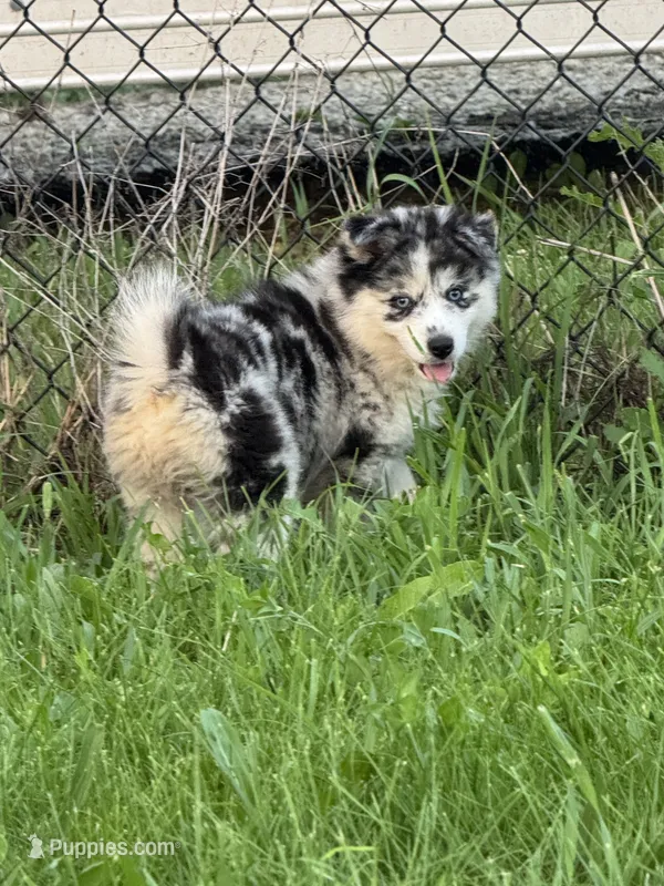 Kami – Pomsky puppy for sale in Portland, IN