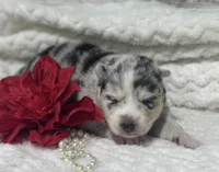 Kami, a female Pomsky for sale in Portland, IN – 2 of 10