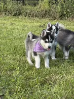Hattie, a female Pomsky for sale in Portland, IN – 4 of 8