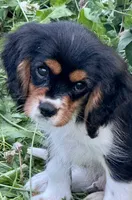 AKC-Lenny, a male Cavalier King Charles Spaniel for sale in Portland, IN – 4 of 9