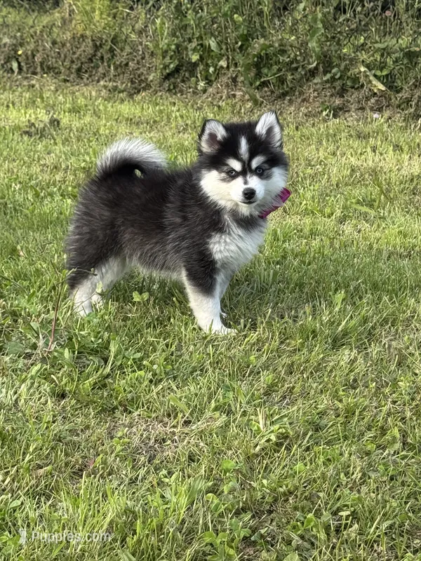 Kia – Pomsky puppy for sale in Portland, IN