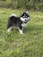 Kia, a female Pomsky for sale in Portland, IN – 1 of 9