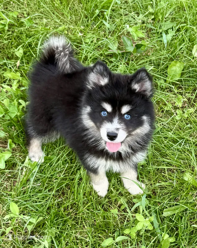 Kash – Pomsky puppy for sale in Portland, IN