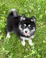 Kash, a female Pomsky for sale in Portland, IN – 2 of 8