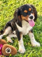 AKC-Lenny, a male Cavalier King Charles Spaniel for sale in Portland, IN – 4 of 10