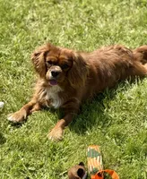 Dodge, a male Cavalier King Charles Spaniel for sale in Portland, IN – 9 of 10