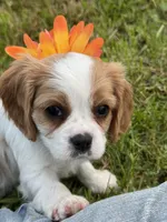 Dixie, a female Cavalier King Charles Spaniel for sale in Portland, IN – 6 of 10