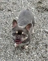 Boone, a male French Bulldog for sale in Portland, IN – 3 of 7