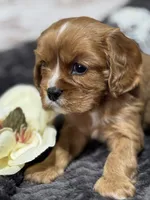Layla , a female Cavalier King Charles Spaniel for sale in Portland, IN – 4 of 10