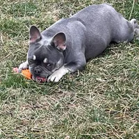 Boone-Fluffy carrier, a male French Bulldog for sale in Portland, IN – Photo 4 of 8