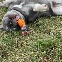 Boone-Fluffy carrier, a male French Bulldog for sale in Portland, IN – Photo 5 of 8