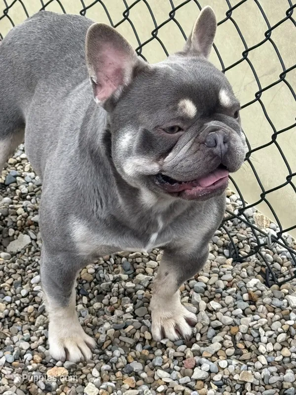 Boone-Fluffy carrier