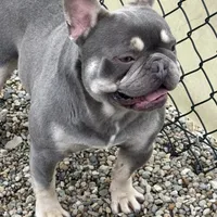 Boone-Fluffy carrier, a male French Bulldog for sale in Portland, IN – Photo 1 of 8