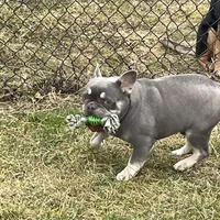 Boone-Fluffy carrier, a male French Bulldog for sale in Portland, IN – Photo 7 of 8