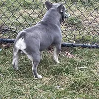 Boone-Fluffy carrier, a male French Bulldog for sale in Portland, IN – Photo 6 of 8