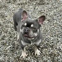 Boone-Fluffy carrier, a male French Bulldog for sale in Portland, IN – Photo 2 of 8