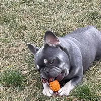 Boone-Fluffy carrier, a male French Bulldog for sale in Portland, IN – Photo 3 of 8