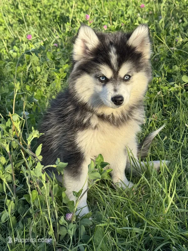 Kia-Woolly – Pomsky puppy for sale in Portland, IN