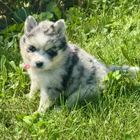 Kali, a female Pomsky for sale in Portland, IN – 3 of 10
