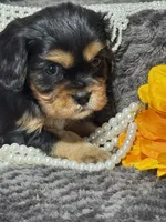 Coco , a female Cavalier King Charles Spaniel for sale in Portland, IN – 4 of 10