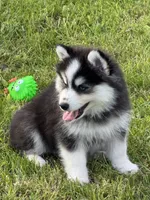 Ace, a male Pomsky for sale in Portland, IN – 1 of 9