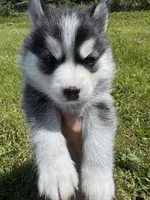 Roscoe, a male Pomsky for sale in Portland, IN – 6 of 9