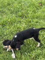 AKC-Lenny, a male Cavalier King Charles Spaniel for sale in Portland, IN – 6 of 10