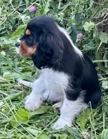 AKC-Lenny, a male Cavalier King Charles Spaniel for sale in Portland, IN – 3 of 9