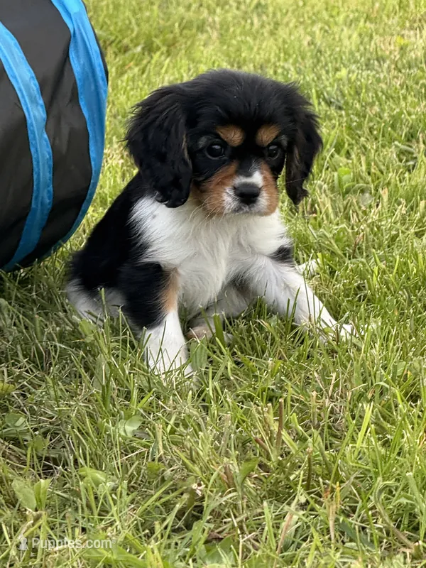 Lenny – Cavalier King Charles Spaniel puppy for sale in Portland, IN