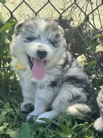 Kami, a female Pomsky for sale in Portland, IN – 7 of 9