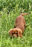 AKC-Dodge, a male Cavalier King Charles Spaniel for sale in Portland, IN – 4 of 9