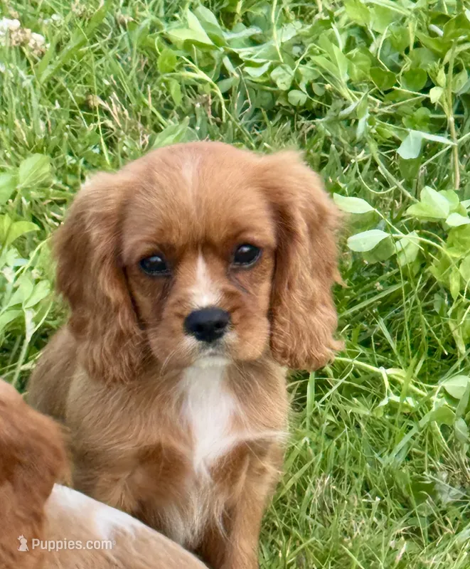 AKC-Layla  – Cavalier King Charles Spaniel puppy for sale in Portland, IN